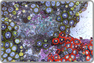 TOP 50 Fire and Ice Zoanthids Solomon collected